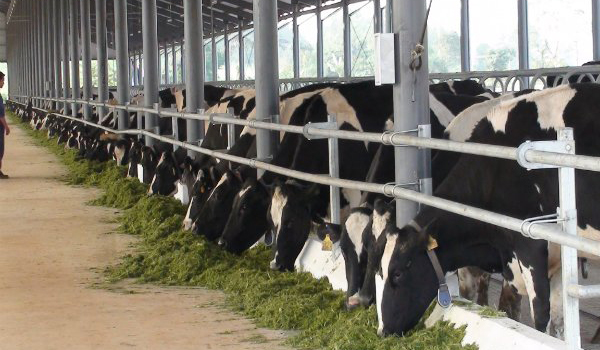 Việt Nam sẽ đầu tư sản xuất sữa tươi cho thị trường Nga