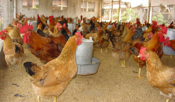 Đồng Nai: Người chăn nuôi điêu đứng vì giá gà quá thấp