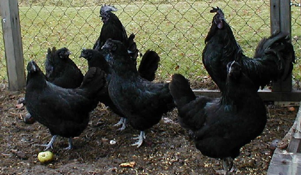 Điện Biên: Bảo tồn và phát triển giống gà xương đen