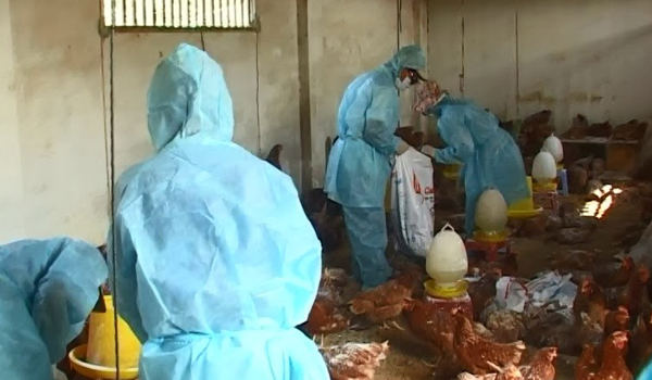 Hơn 1.000 gia cầm bị dịch cúm H5N1