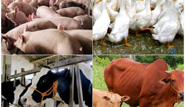 Phát triển đàn chăn nuôi trong 6 tháng đầu năm 2015