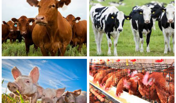 Tổng số lượng và sản phẩm gia súc, gia cầm năm 2014 so với năm 2013