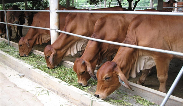Phát triển chăn nuôi bò sinh sản, bò thịt chất lượng cao
