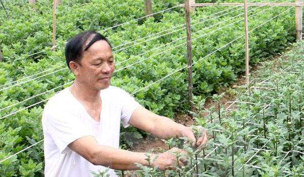 Sáu ngân hàng cam kết tài trợ nông nghiệp công nghệ cao tại Thái Bình