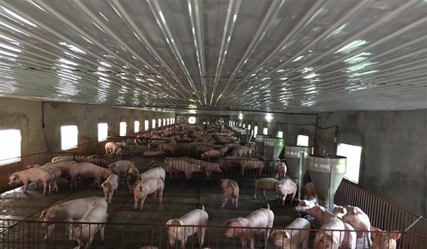 Chăn nuôi lợn vỡ trận vì tái cơ cấu nửa vời và yếu khâu thị trường
