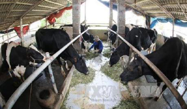 Vinamilk đầu tư trang trại quy mô 4.000 con bò sữa tại Hà Nam