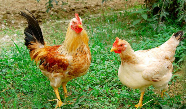 Châu Á hạn chế nhập gia cầm Mỹ vì cúm gà