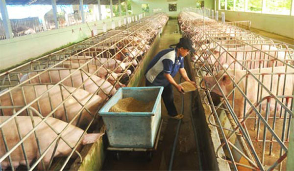 Quản lý chặt thức ăn chăn nuôi chứa kháng sinh