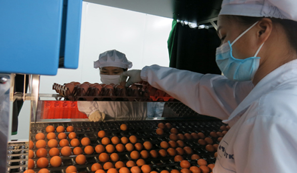 Bộ trưởng Nguyễn Xuân Cường: Tăng ứng dụng công nghệ cao để trứng Việt vươn ra thị trường thế giới
