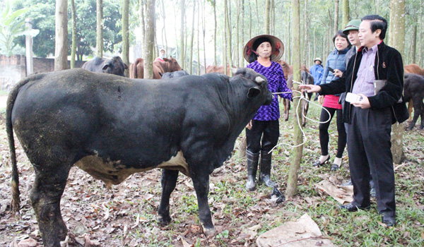Một số giống bò thịt ở Việt Nam