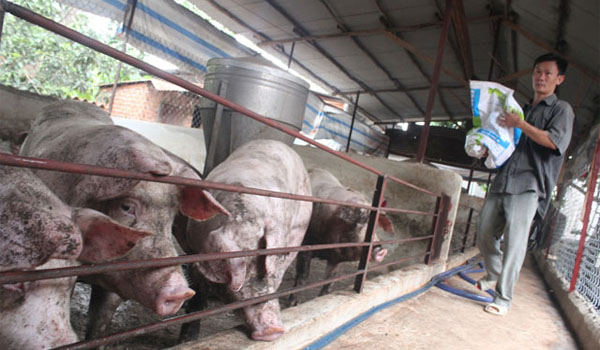 Giải cứu người nuôi lợn: Bộ trưởng Bộ NNPTNT sẽ họp gấp với các DN