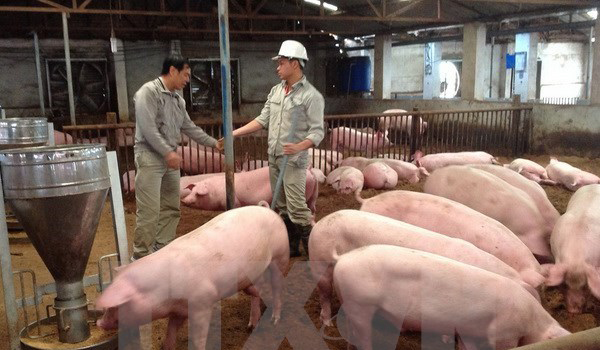 Tây Ninh: Mỗi ngày tiêu thụ trên 2.000 con lợn thịt cho nông dân