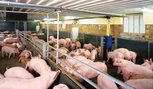 Trung Quốc đồng ý mở cửa thị trường thịt lợn cho Việt Nam