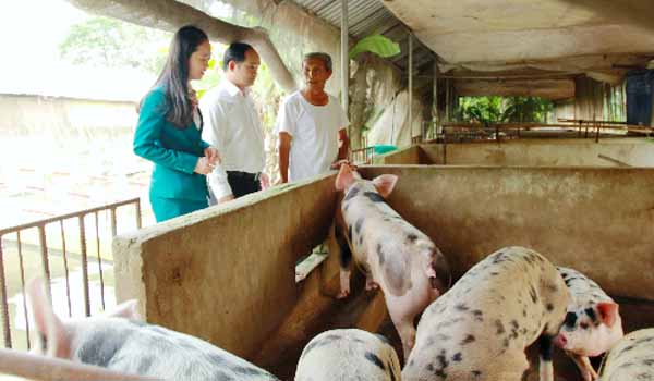 Kienlongbank giảm lãi suất vay cho các hộ chăn nuôi heo