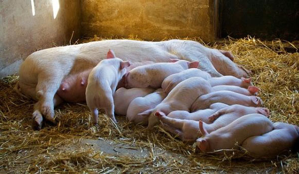 Giải pháp tổng hợp giảm thiểu hao hụt lợn con theo mẹ