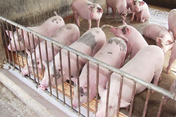 Giá lợn “rớt mạnh” do Trung Quốc hạn chế...