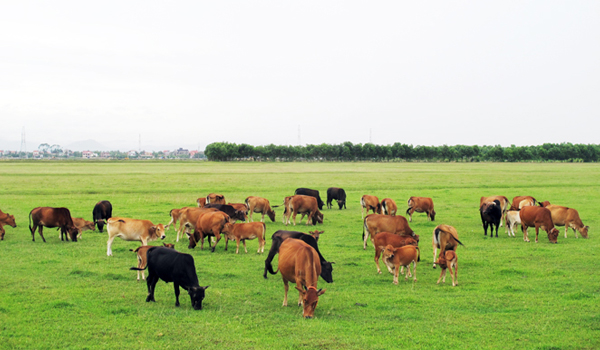 “Thảo nguyên bò” ở Quảng Nam