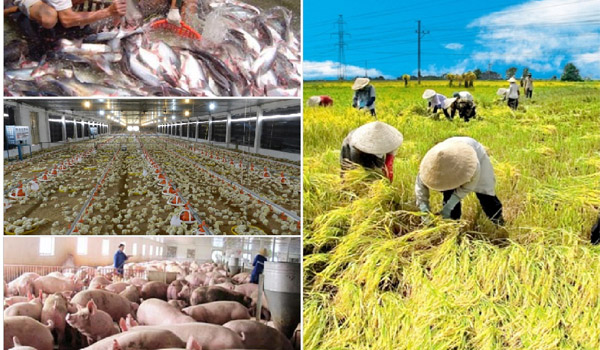 Chính phủ ra nghị định khuyến khích doanh nghiệp đầu tư vào Nông nghiệp, nông thôn