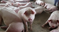 Hướng dẫn kỹ thuật chăn nuôi lợn an toàn sinh học trong nông hộ P2
