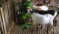 Mô hình nuôi dê thịt hiệu quả ở An Giang