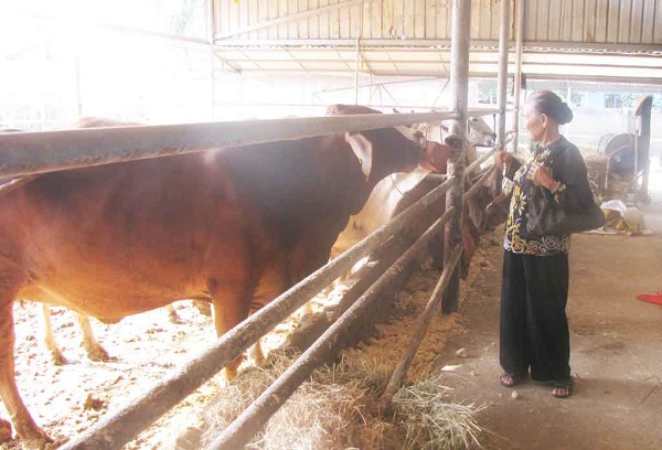 Bà lão 81 tuổi và đàn bò Úc 140 con cho lãi cao gấp 3 lần bò nuôi thường