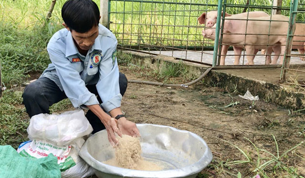 Bắc Ninh: Nuôi lợn thảo dược an toàn vững bền