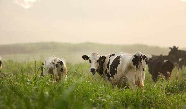 Chăn nuôi bò sữa tại Hà Nội: Còn nhiều dư địa phát triển