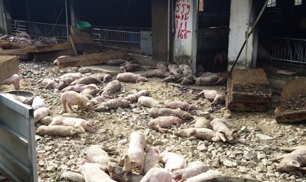 Cháy trại chăn nuôi làm chết 1.200 con lợn