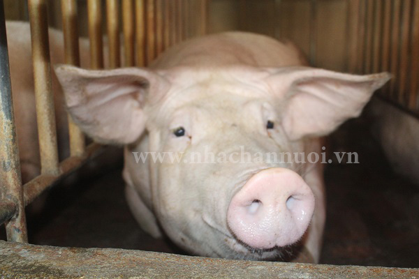 Thị trường thịt lợn cuối năm có lợi cho người chăn nuôi?