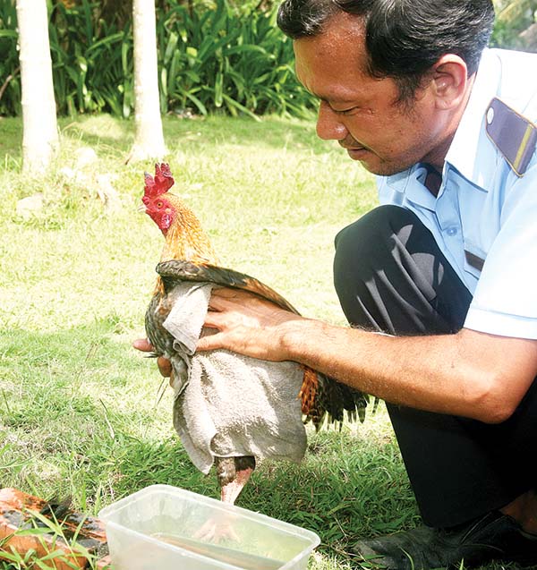 Người chơi gà dùng khăn lau mình cho gà. Ảnh: Văn Truyên