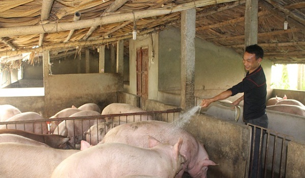 Giá heo hơi hôm nay 5/7: Lập "đỉnh" mới 53.000 đ/kg, nhà nông hối hả lắp điều hòa cho lợn