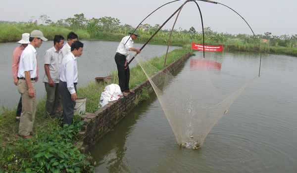 Gỡ bỏ 12 thủ tục sản xuất kinh doanh chăn nuôi, thủy sản