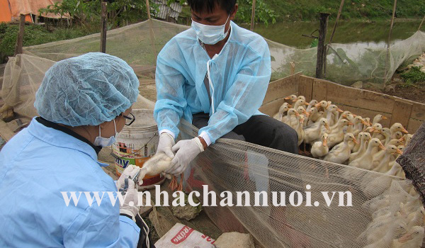 Hà Nội: Chủ động thực hiện các giải pháp phòng chống dịch cúm A/H7N9