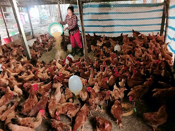 Quảng Bình: Người phụ nữ làm giàu trên đồng đất quê hương