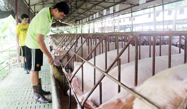 Tăng cạnh tranh cho chăn nuôi bằng uy tín và chất lượng