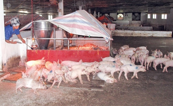 Thái Bình (Thái Thụy): Chủ động phòng, chống rét cho đàn gia súc, gia cầm