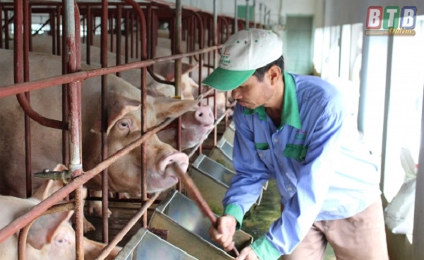 Thái Bình: Triển khai công tác chăn nuôi và thú y năm 2018