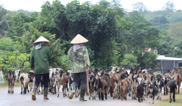 Thúc đẩy chăn nuôi phát triển