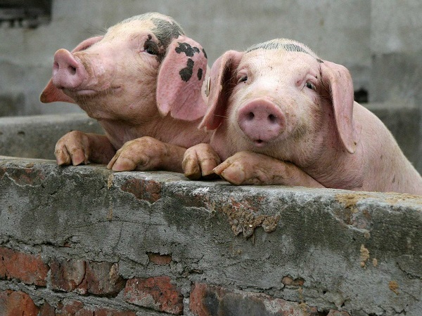 Trung Quốc: Luật môi trường thay đổi cấu trúc ngành chăn nuôi lợn