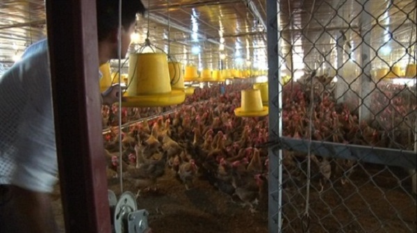 Ứng dụng công nghệ sinh học nuôi gà đẻ trứng, lãi trên 700 triệu đồng/năm