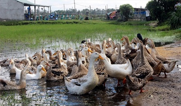 Vịt biển 15 lãi cao