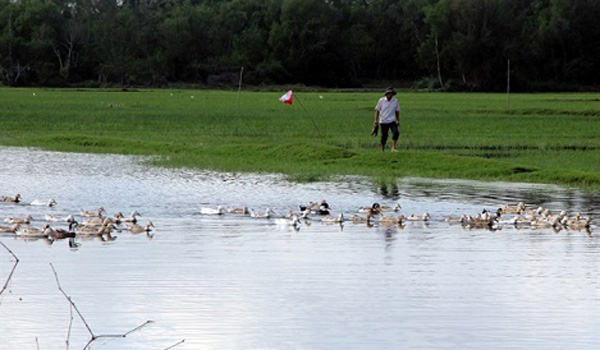 Vịt biển 15 lãi cao