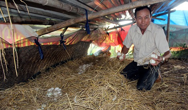 Vịt biển 15 lãi cao