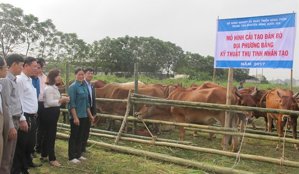 Vỗ béo, thụ tinh nhân tạo tăng năng suất, chất lượng đàn bò