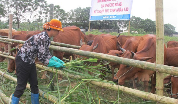 Vỗ béo, thụ tinh nhân tạo tăng năng suất, chất lượng đàn bò