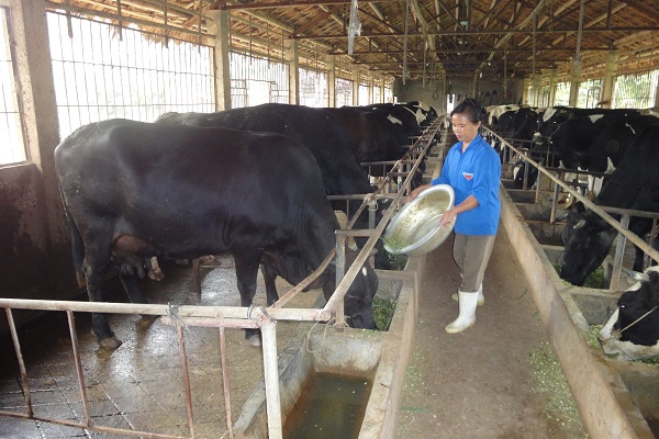 Giải pháp khôi phục sức khỏe đàn gia súc, gia cầm sau rét đậm, rét hại  