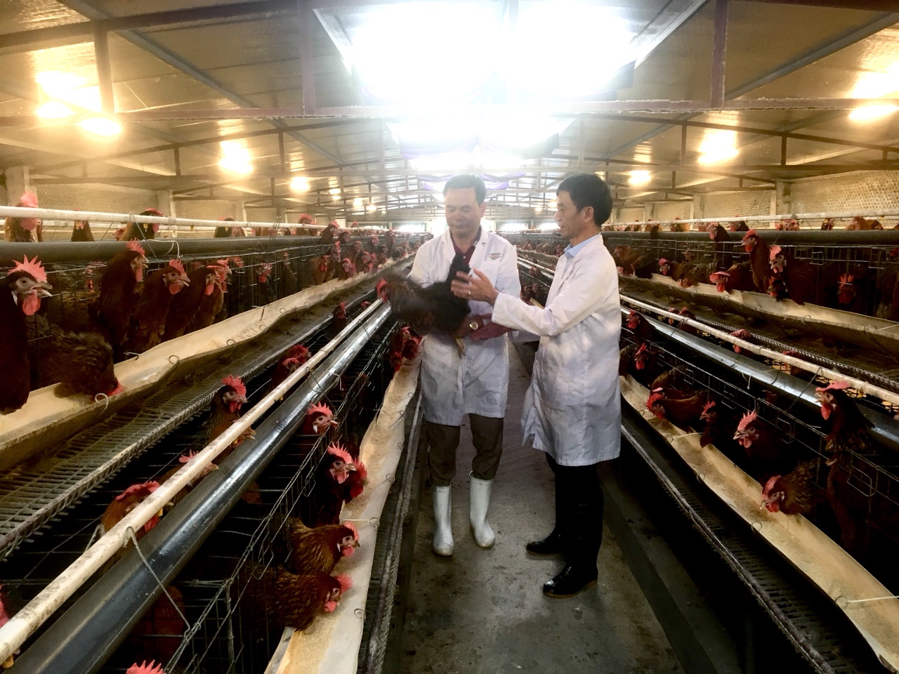 Hà Nội: Quyết liệt thực hiện các giải pháp  để không còn chăn nuôi trong nội thành, nội thị
