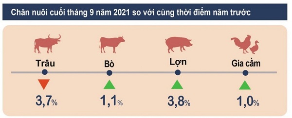 Tình hình chăn nuôi tháng 9.2021: Lợn và gia cầm chịu ảnh hưởng nặng nề của dịch Covid-19