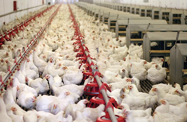 Ba chủng GALLIPRO® Fit Bacillus giúp giảm thiểu việc sử dụng kháng sinh ở gà thịt