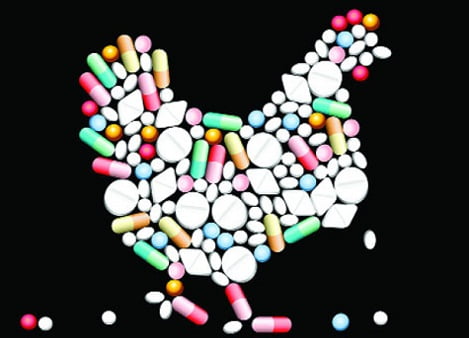 Sử dụng kháng sinh trong chăn nuôi: Đúng cách, trách nhiệm